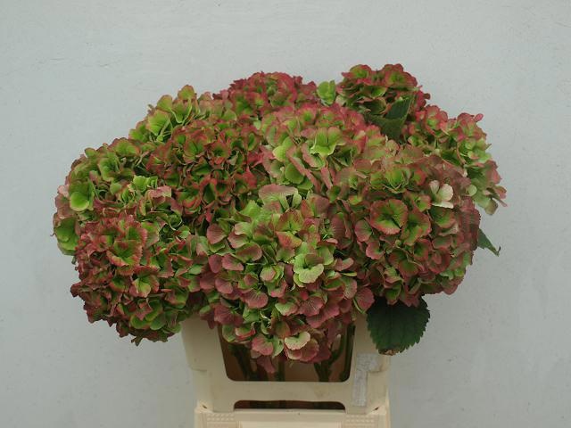 Hydrangea Verena Classic Pink 60cm 16Ø
