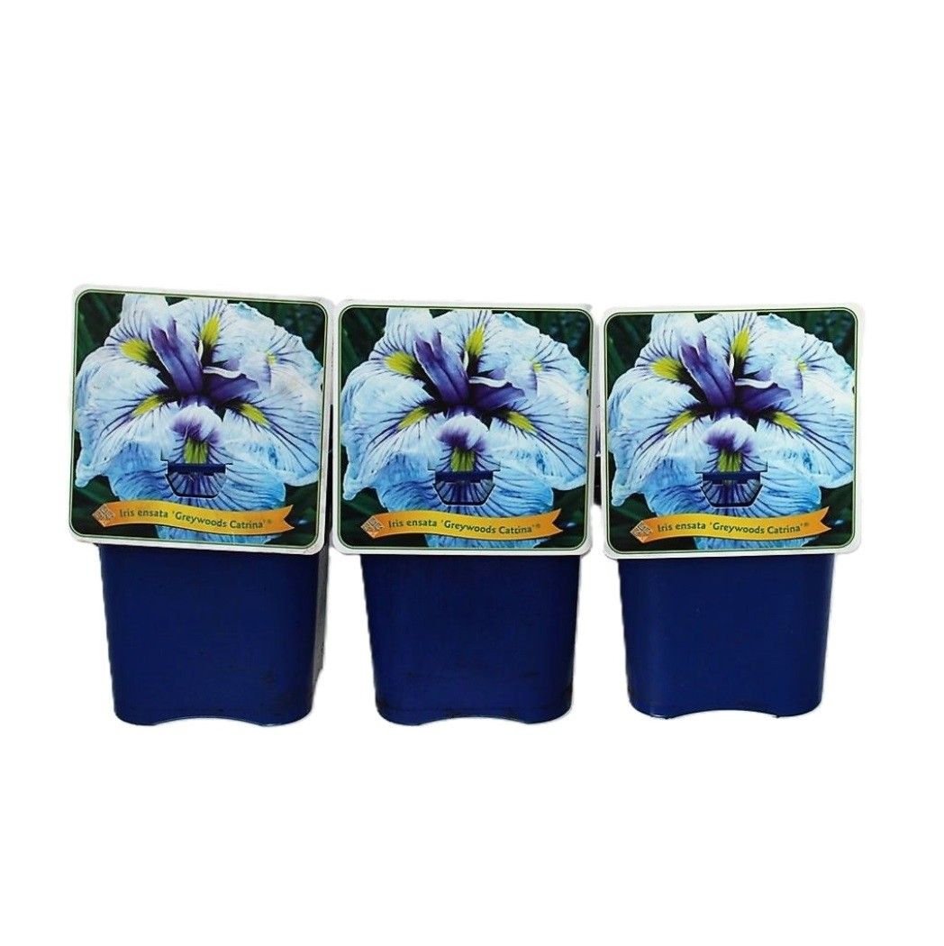Iris ensata 'Greywoods Catrina'