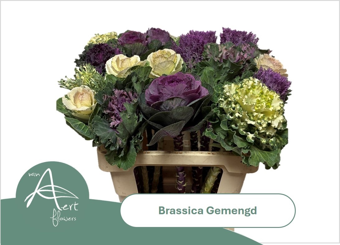 Brassica Assorted 60cm