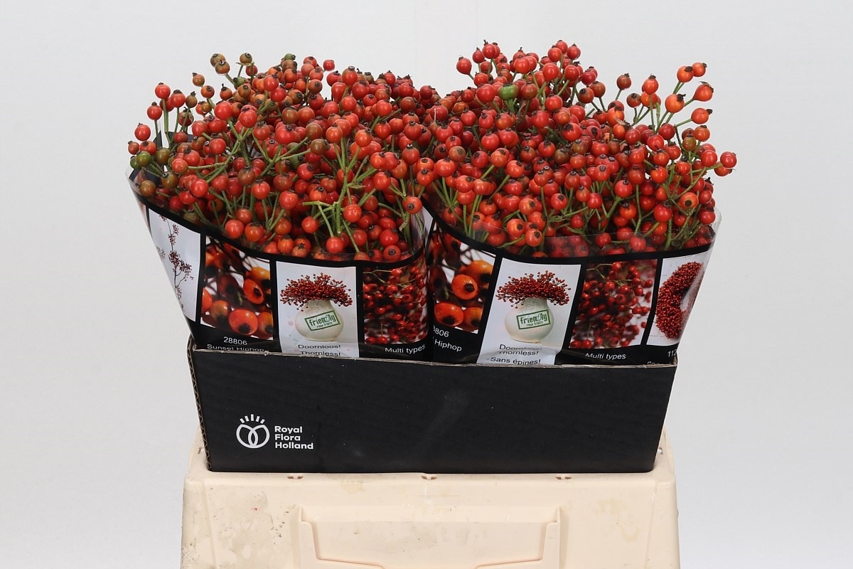 Rosa Aut Rosefruits 40cm