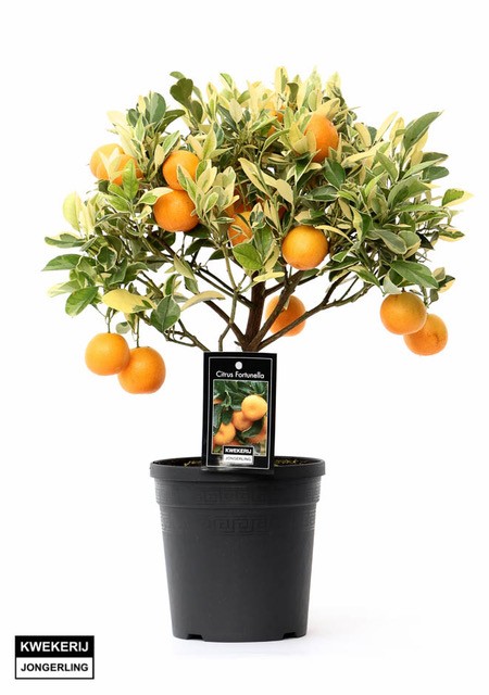 Picture of Citrus Variegata P15 45cm