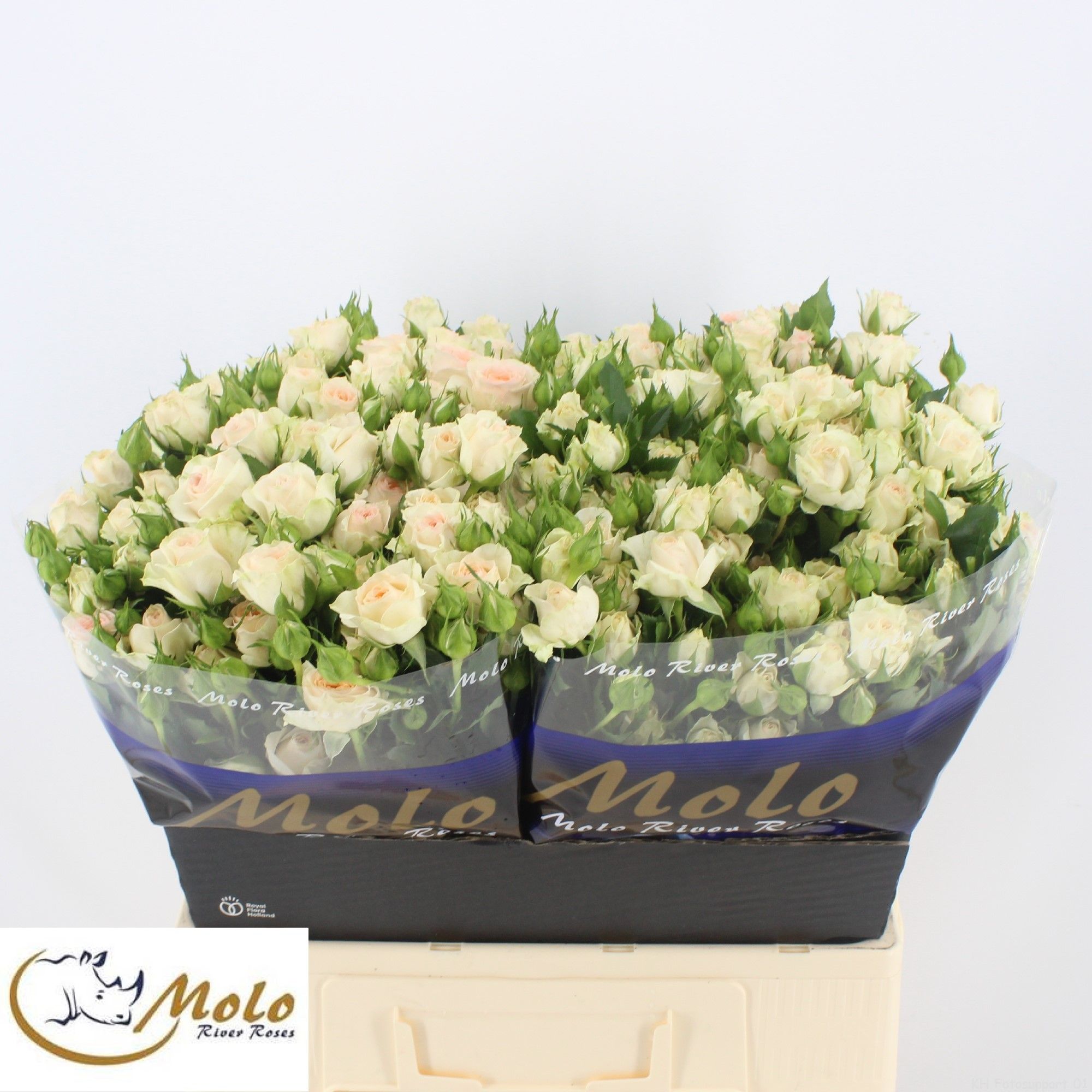 Rosa Spray Rosanella 60cm