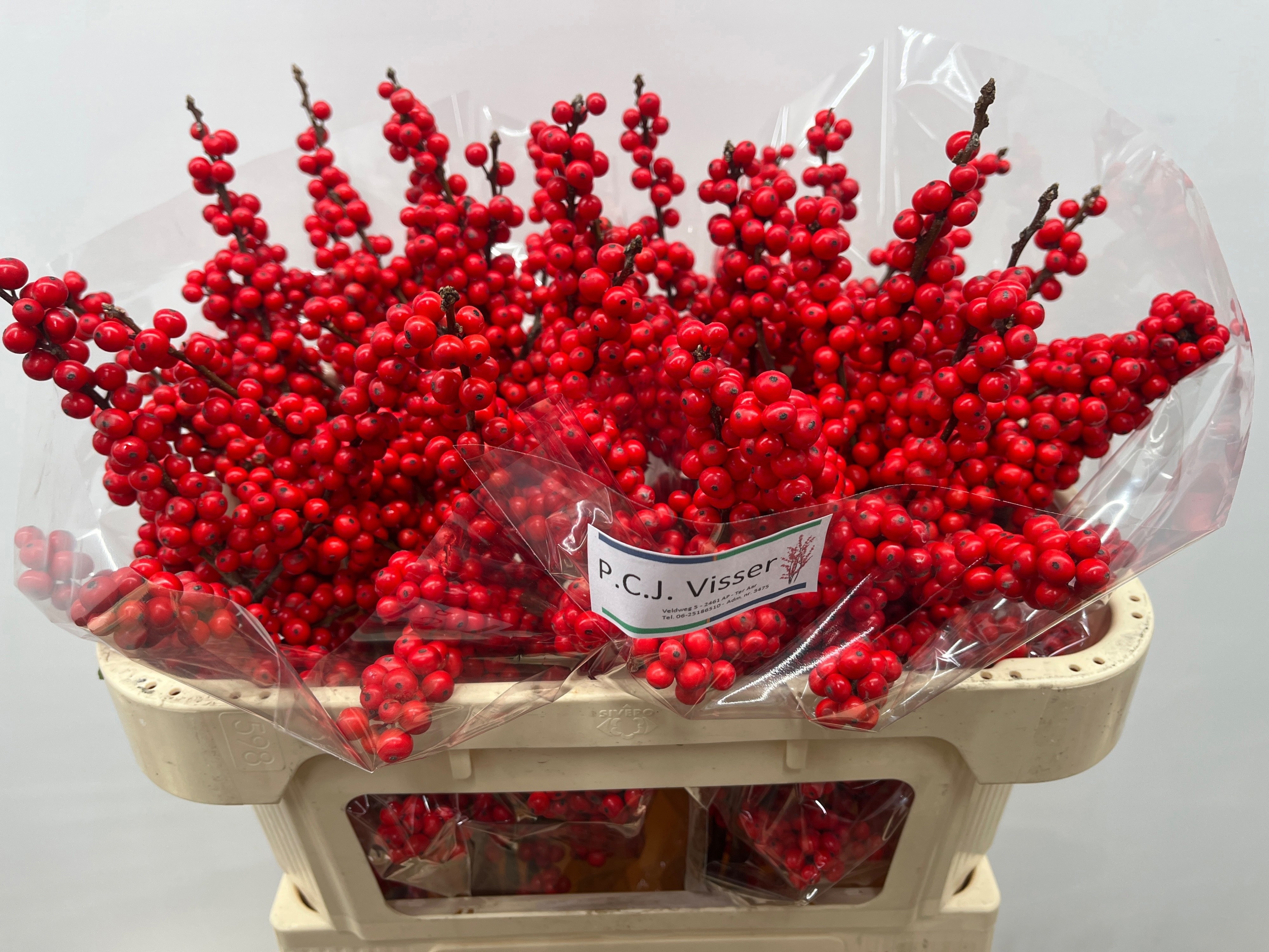 Ilex Verticlilata 70cm