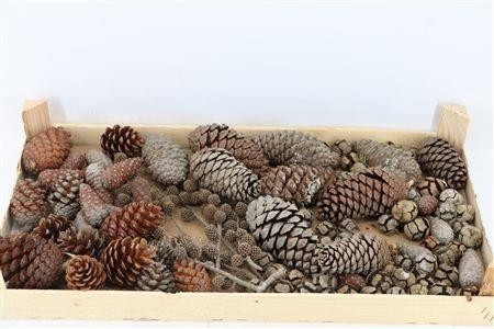 Stick Pine Cone Wax