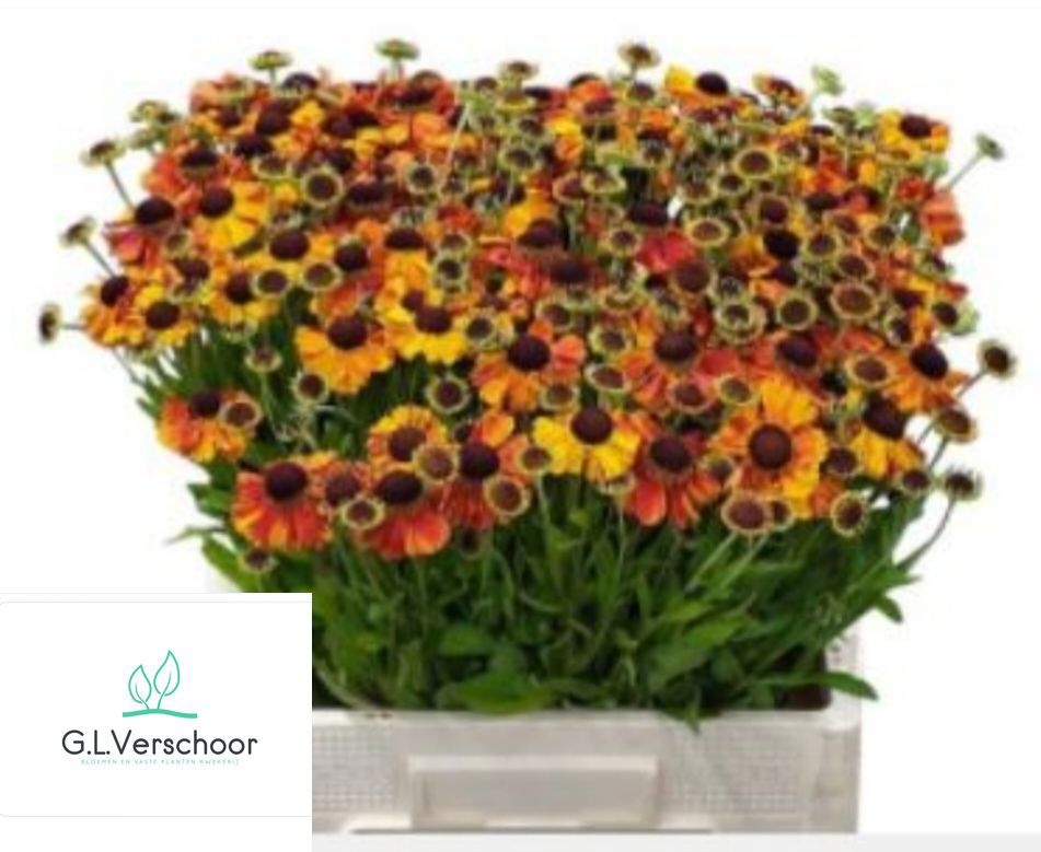 Helenium Autumn Flirt 50cm
