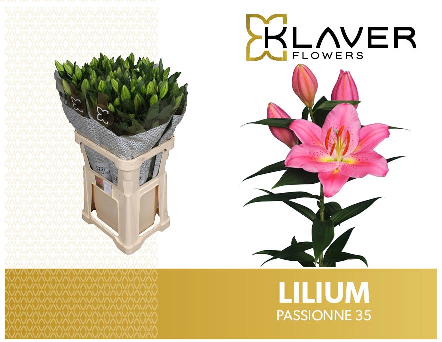Lilium Or Passione 80cm 3/5bl