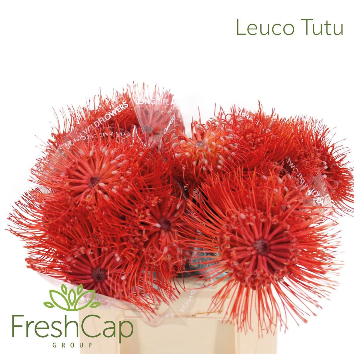 Leucospernum Nut Ito 40cm