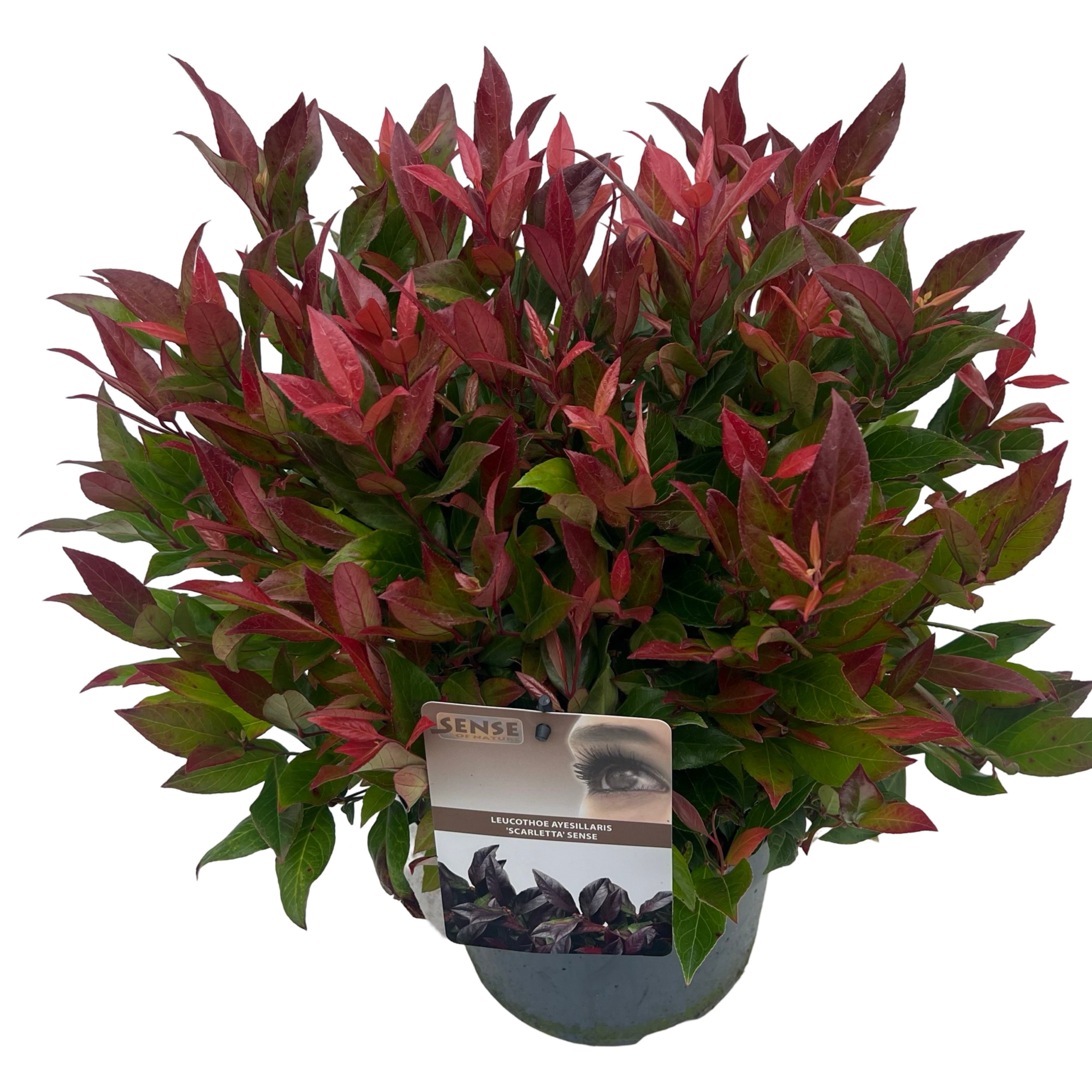 Picture of Leucothoe Scarletta sense P23 (5 Ltr)