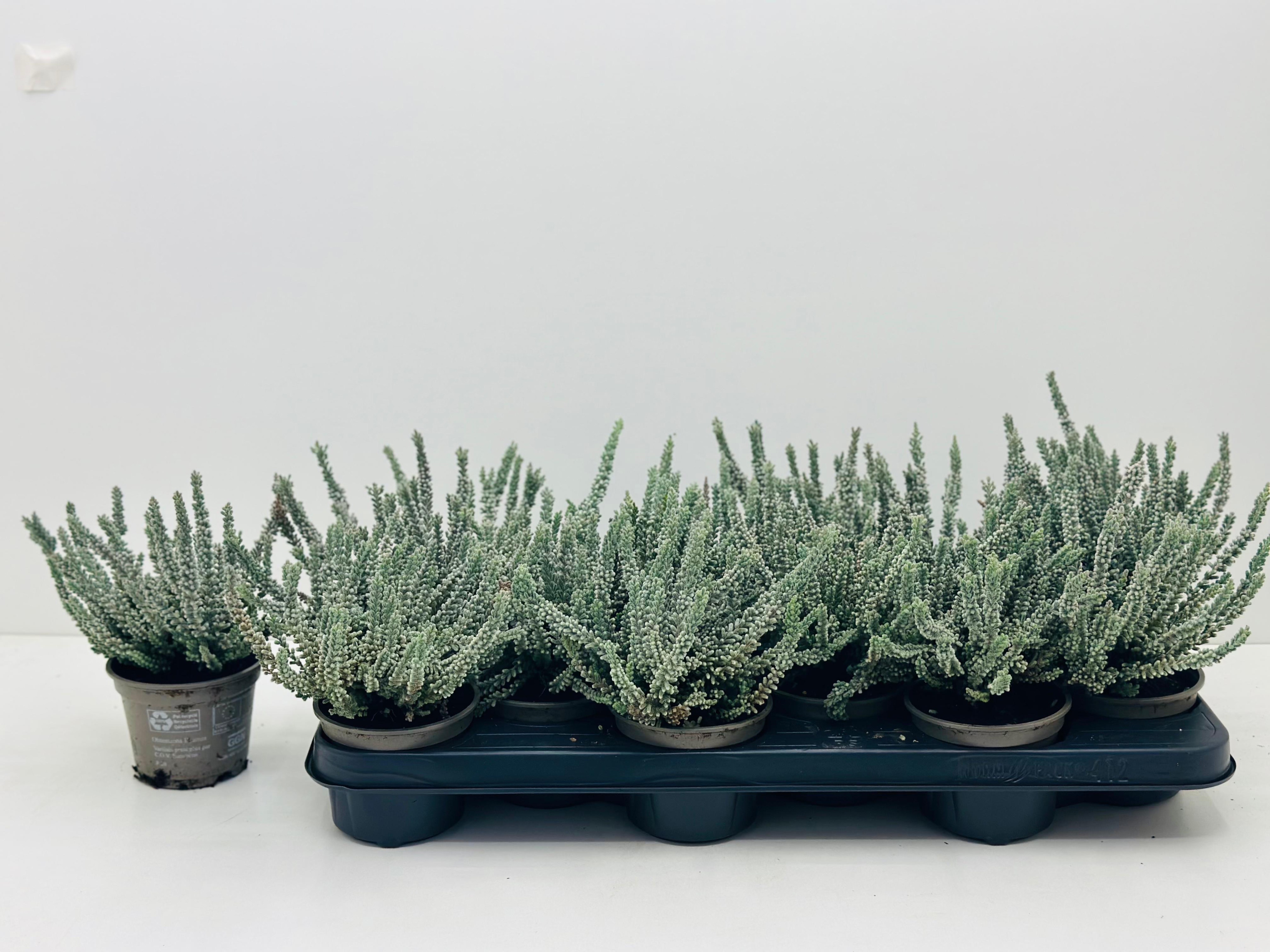 Calluna vulgaris Garden Girls Fluffy - Struikhei