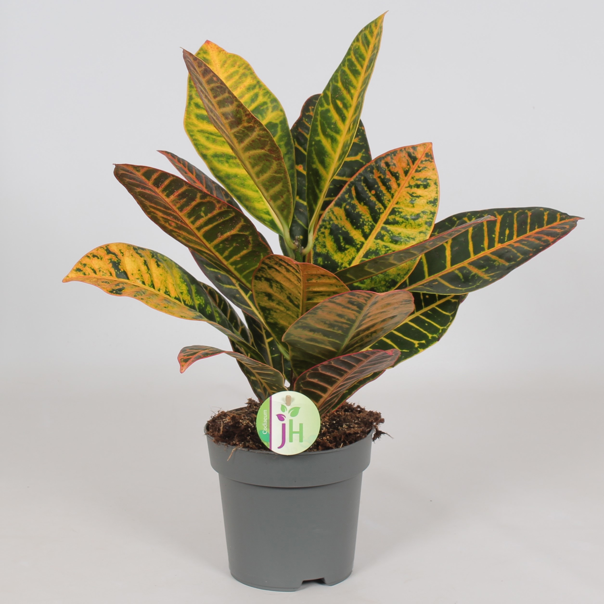 19+ Codiaeum Var Petra Codiaeum var. 'Petra' | OZ Planten
