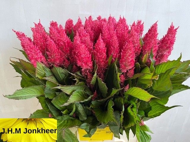 Celosia Feather Royal Pink 60cm