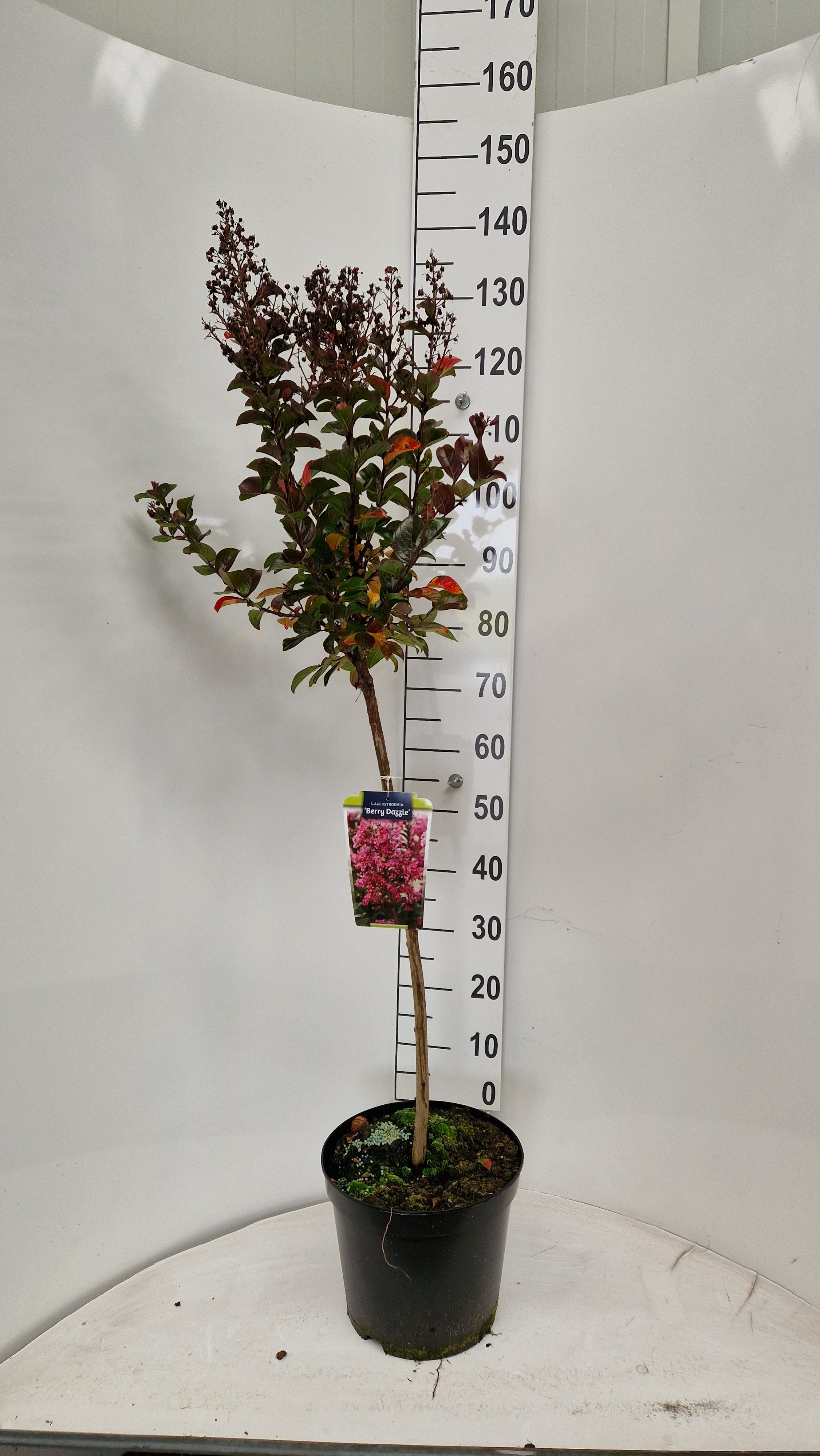 Picture of Lagerstroemia indica Berry Dazzle - stam 80 cm P29 (10 Ltr) 160CM (LOOSE)