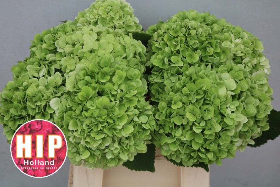 Hydrangea Cannonball Classic 40cm 14Ø