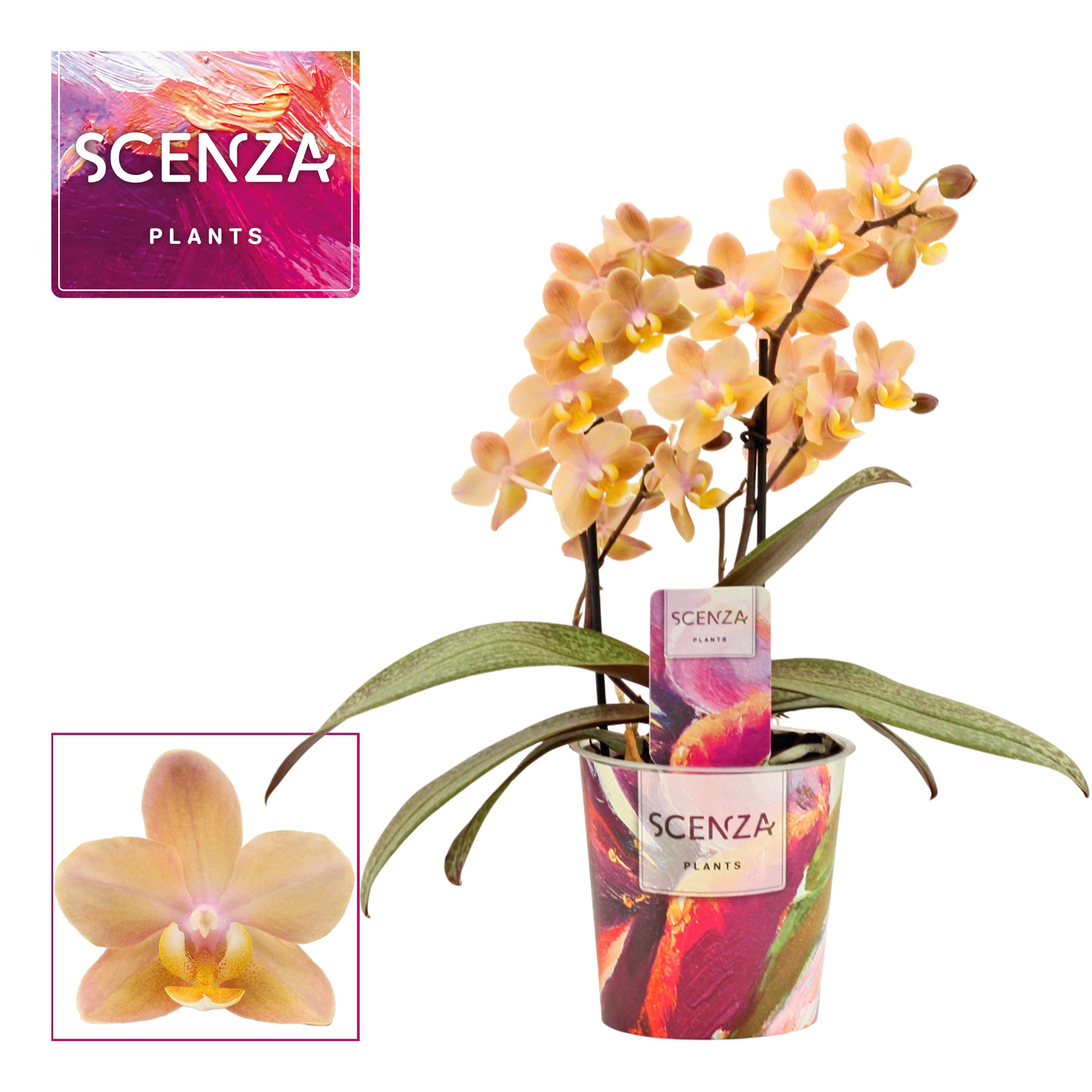 Phalaenopsis Multi. Scention Perfum Scenza 2 Zweige | OZ Planten