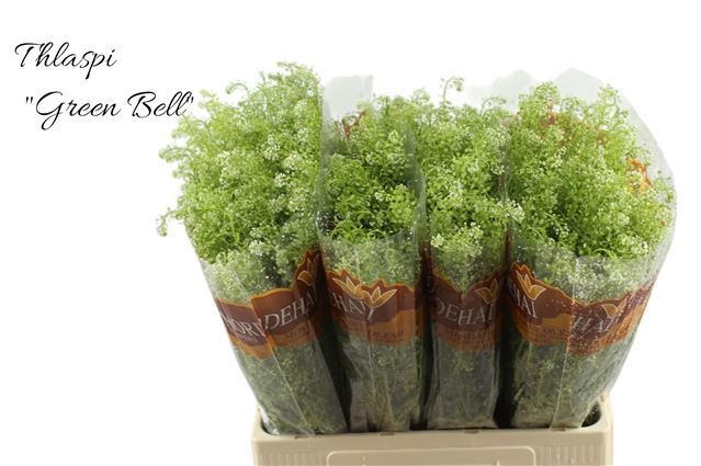 Lepidium Green Bell (THLAPSI) 65cm