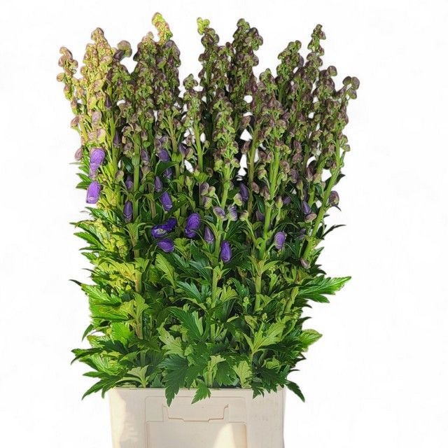 Aconitum Arensi 90cm