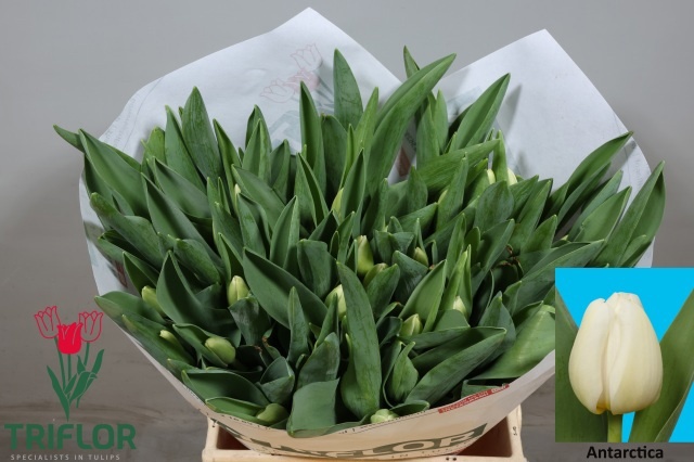 Tulipa Antarctica 39cm 34gram