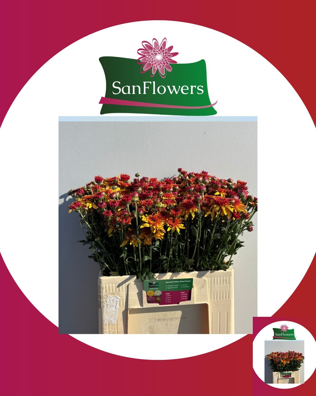 Chrysant Tbu Beppie Bronze 60cm 80gram