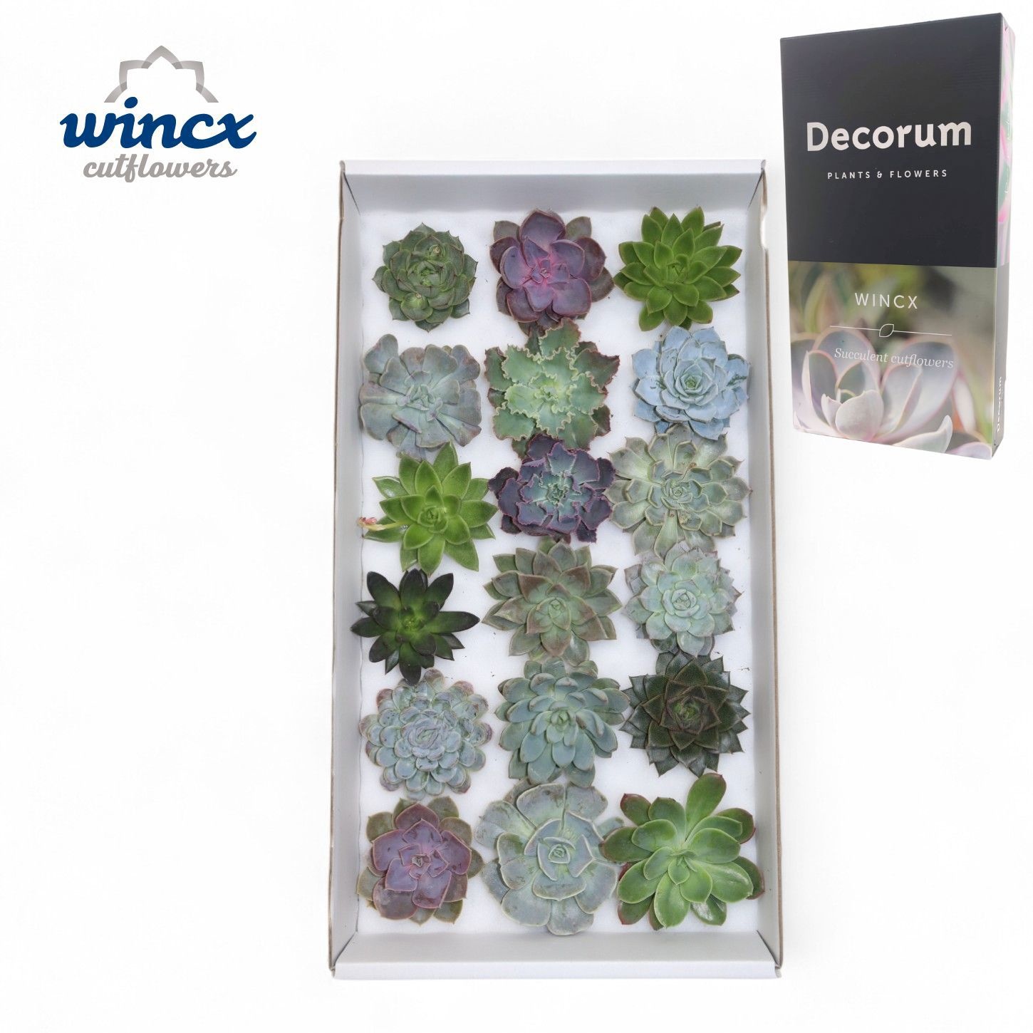 Echeveria Ov