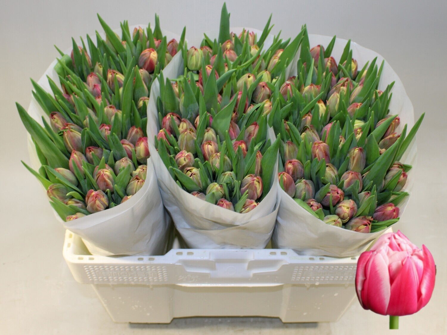 Tulipa Double Columbus 42cm 30gram