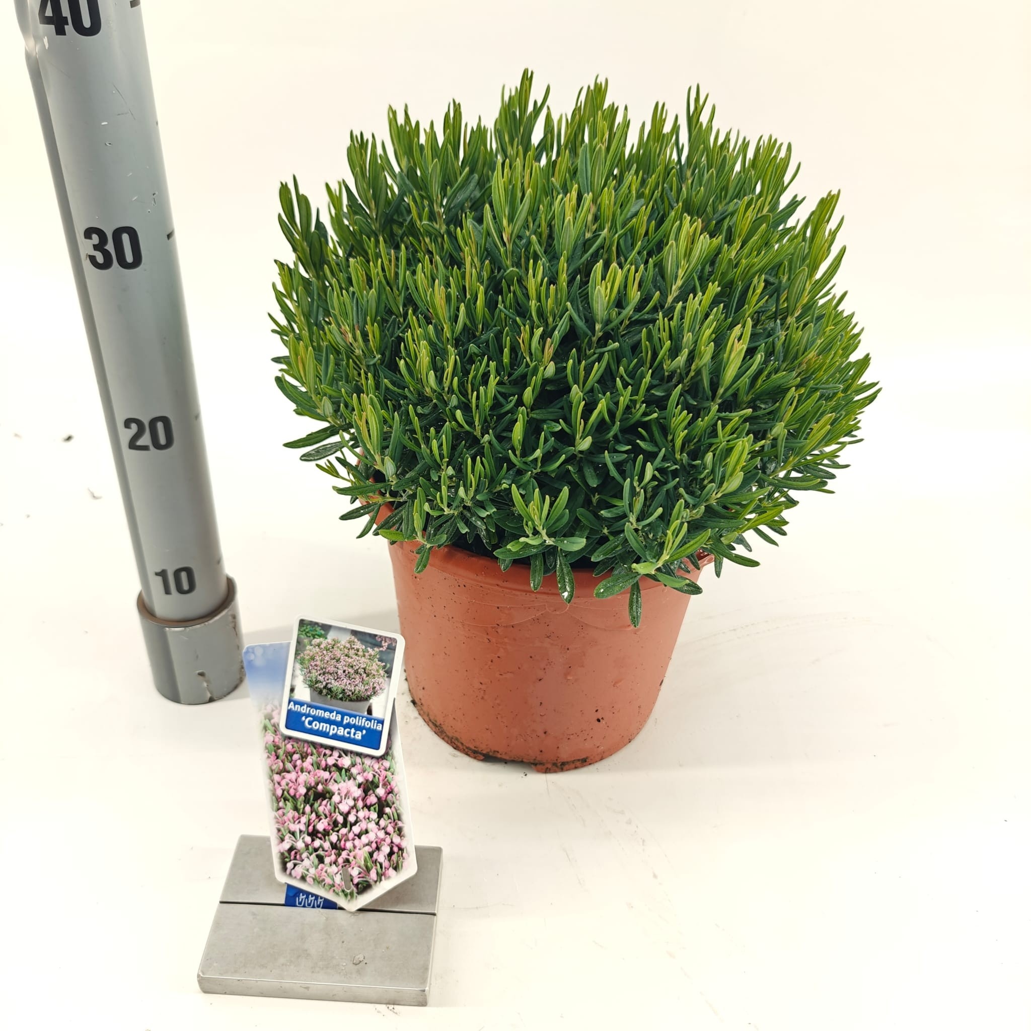 Picture of Andromeda polifolia 'Compacta'