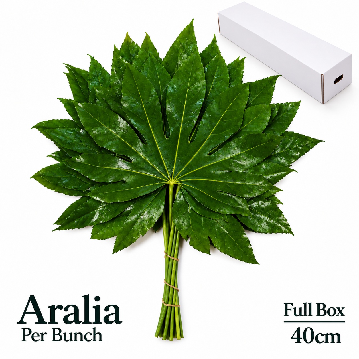 Fatsia Japonica Bs