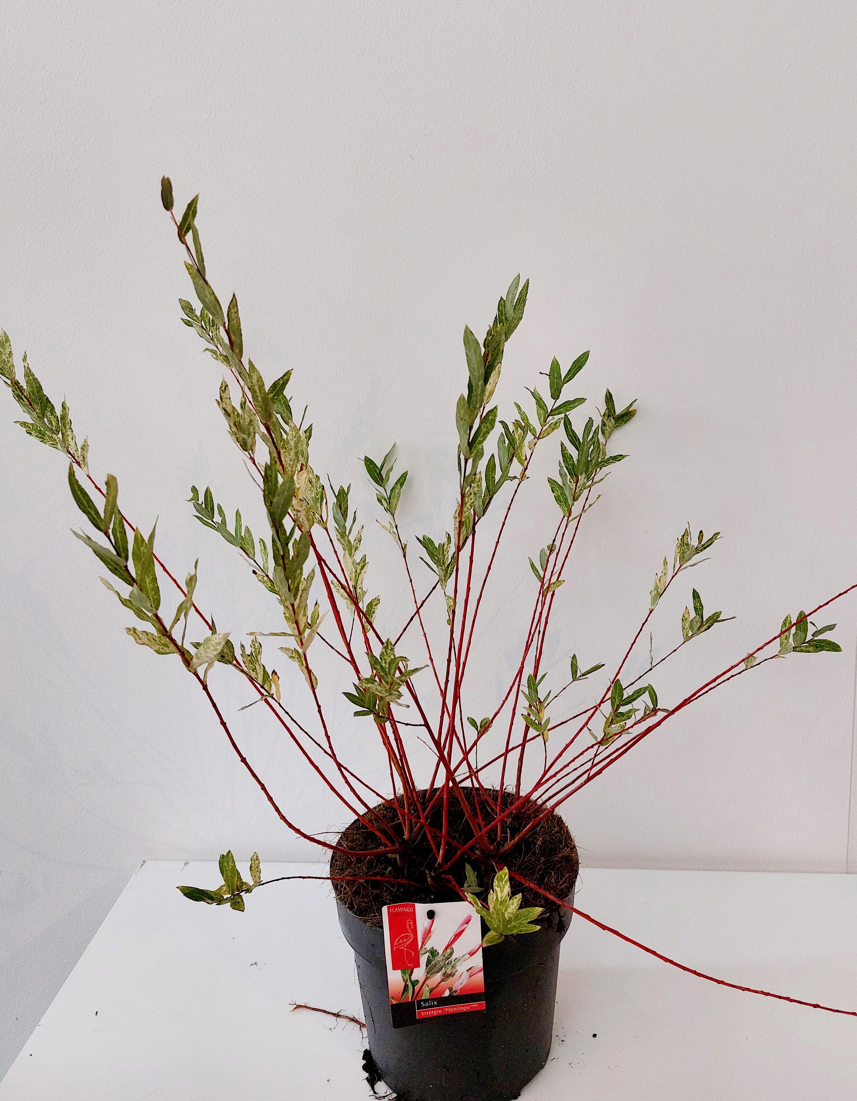 Picture of Salix Flamingo bush P19 Pink pot