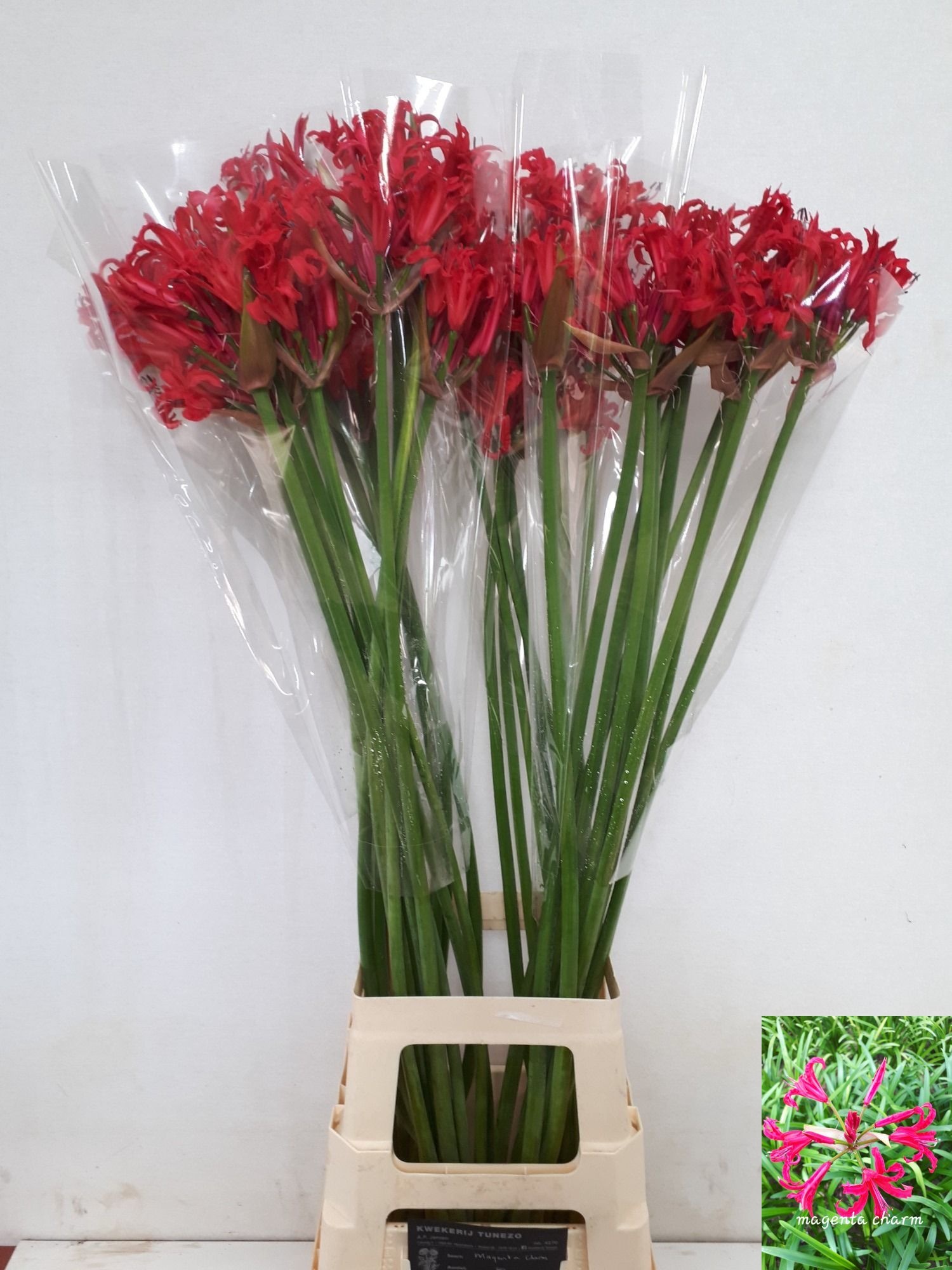 Ne Bo El Magen Charm 80cm