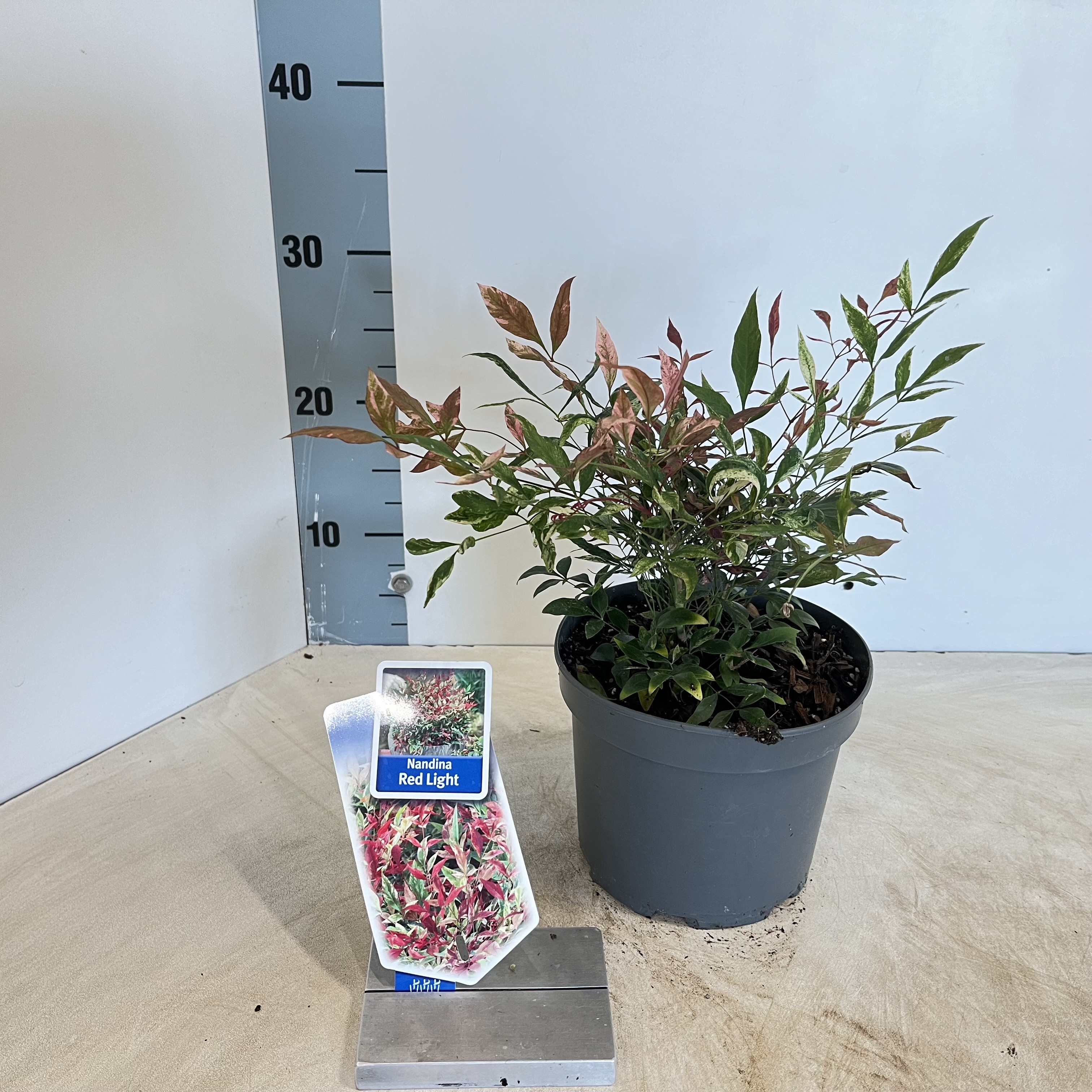 Picture of Nandina domestica Red Light ('NRL2015'PBR)