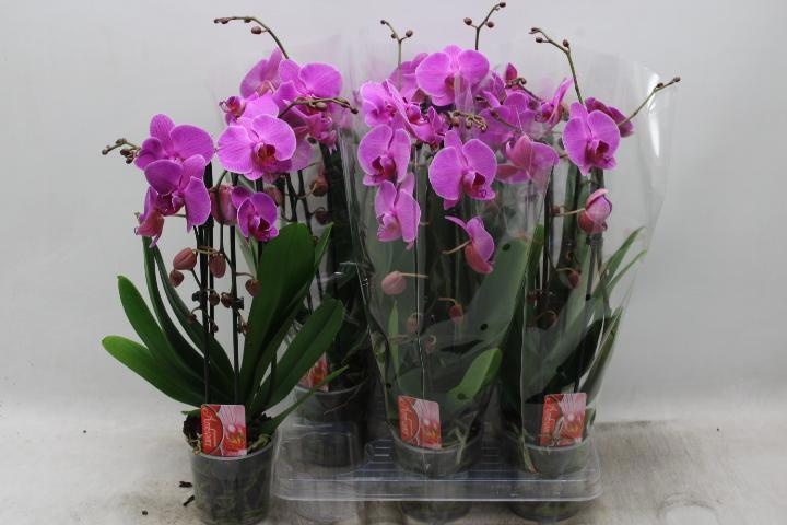 Phal El Cascade 12Ø 45cm