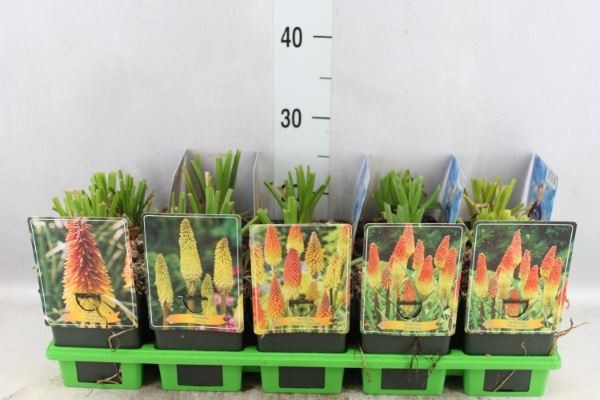 Picture of Kniphofia Mix 6x10 srt. per shelve P11