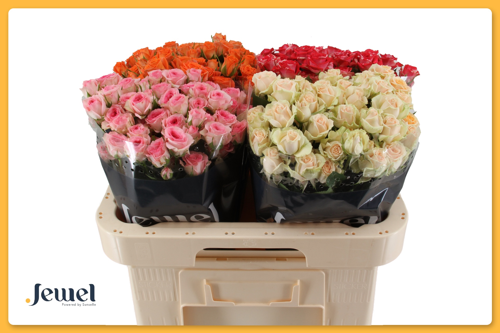 Rosa Spr Mixed In Bucket 60cm