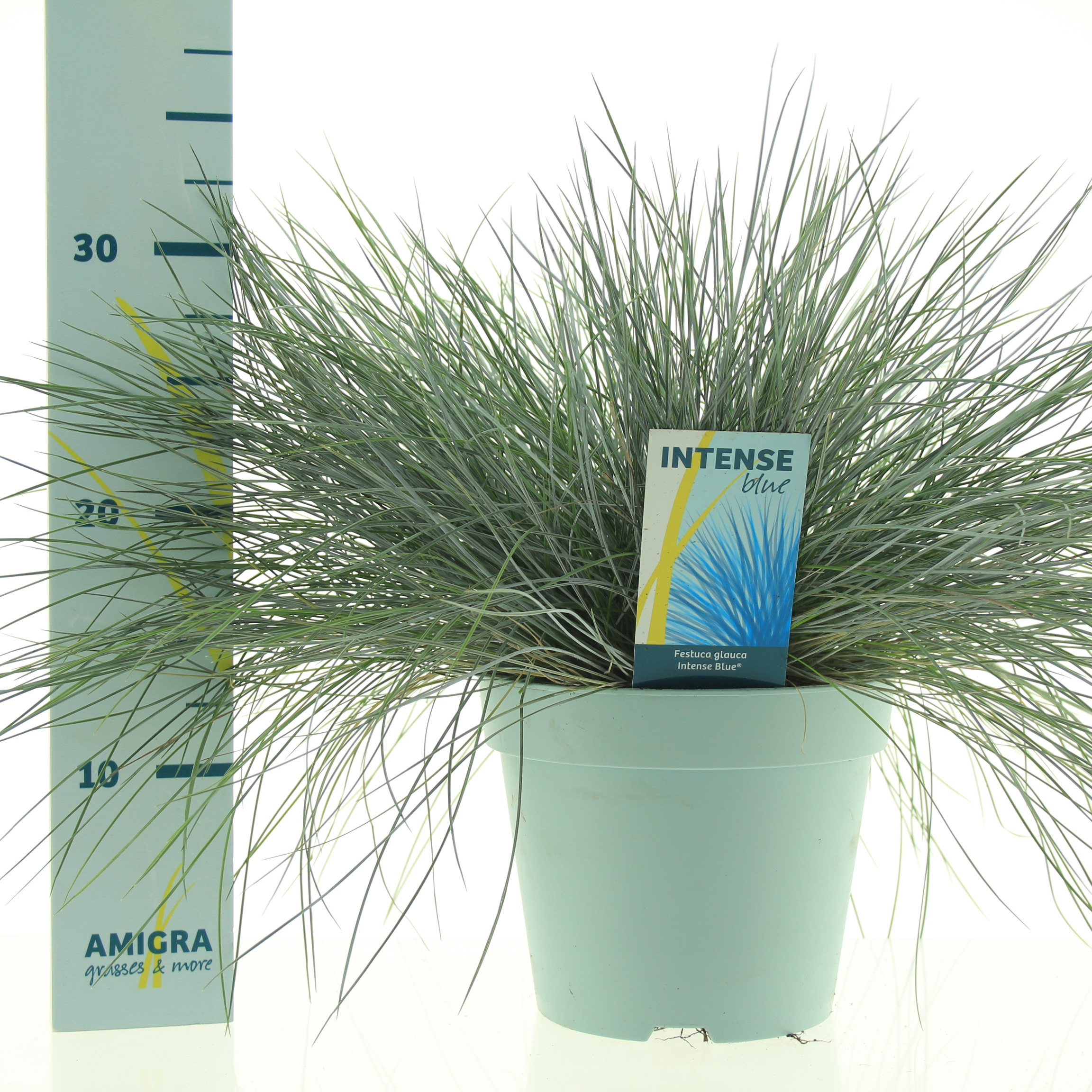 Picture of Festuca glauca Intense Blue®