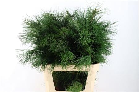 Pinus Strobus 90cm