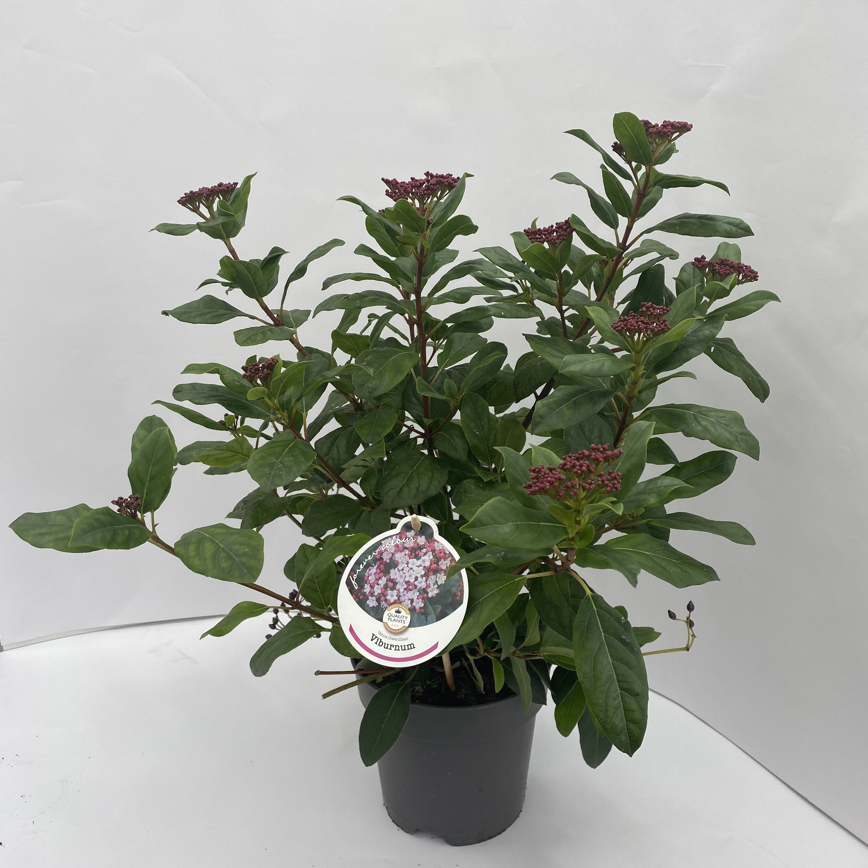 Picture of Viburnum tinus Gwenllian P17 (2 Ltr)