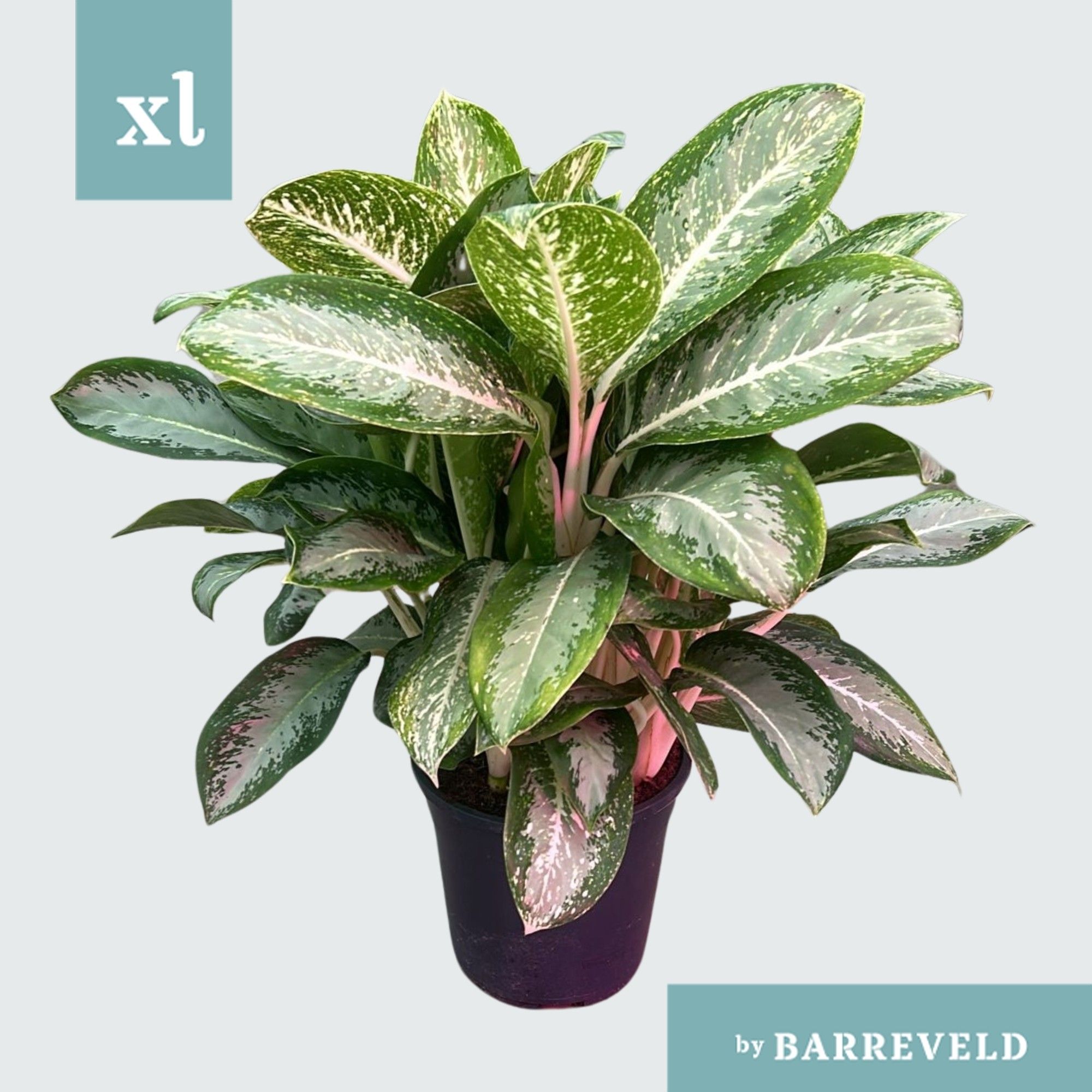 Aglaonema Anouk