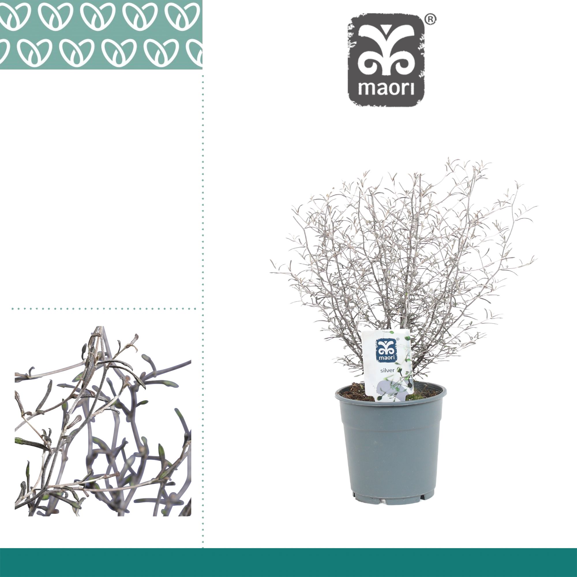 Corokia Maori Silver 12P 30H