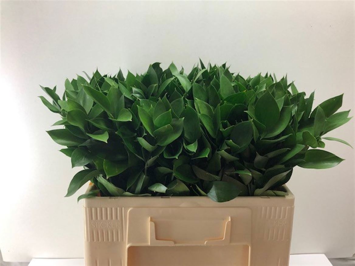 Ruscus Hypophyllum 55L.cm