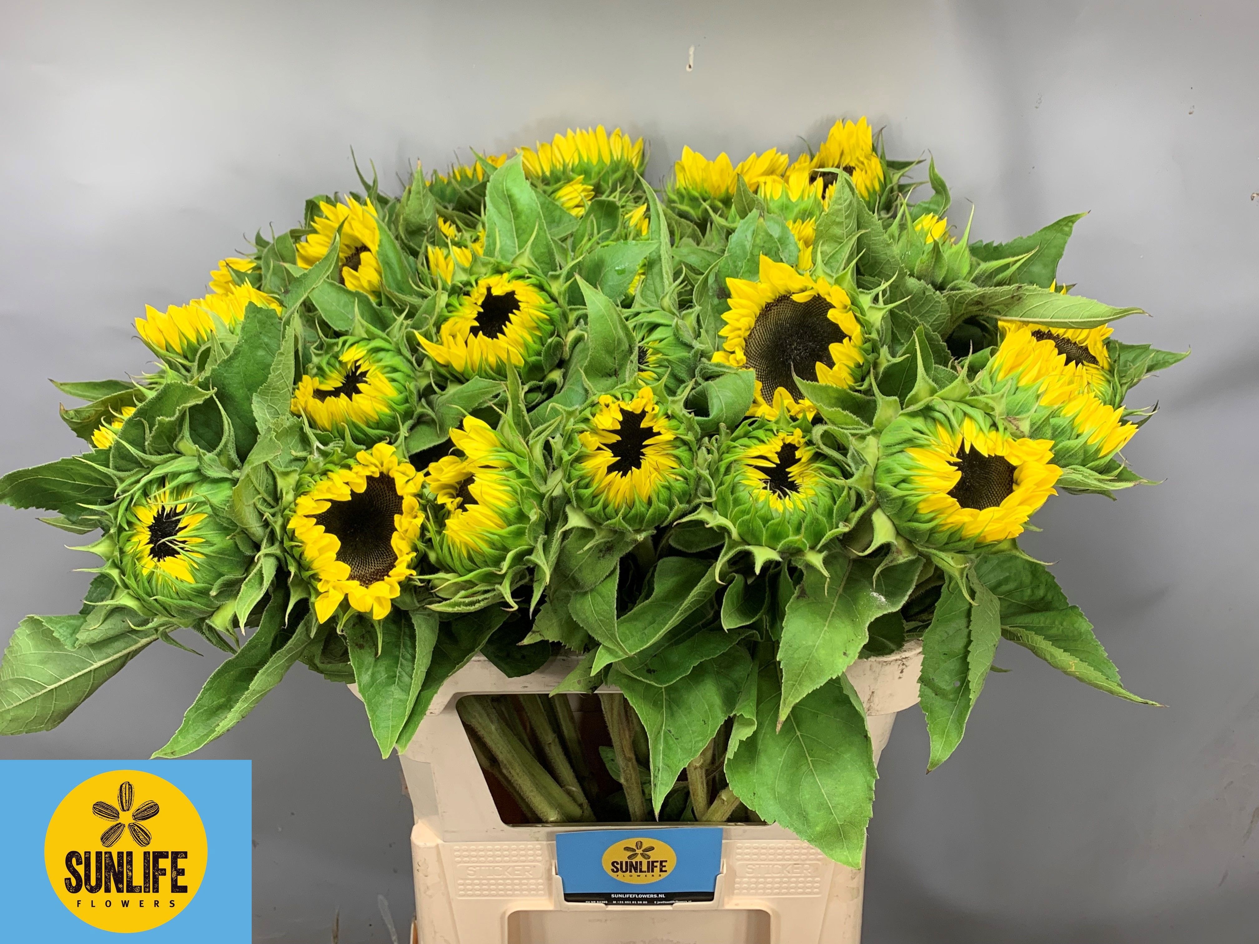 Helianthus Sunrich L 80cm