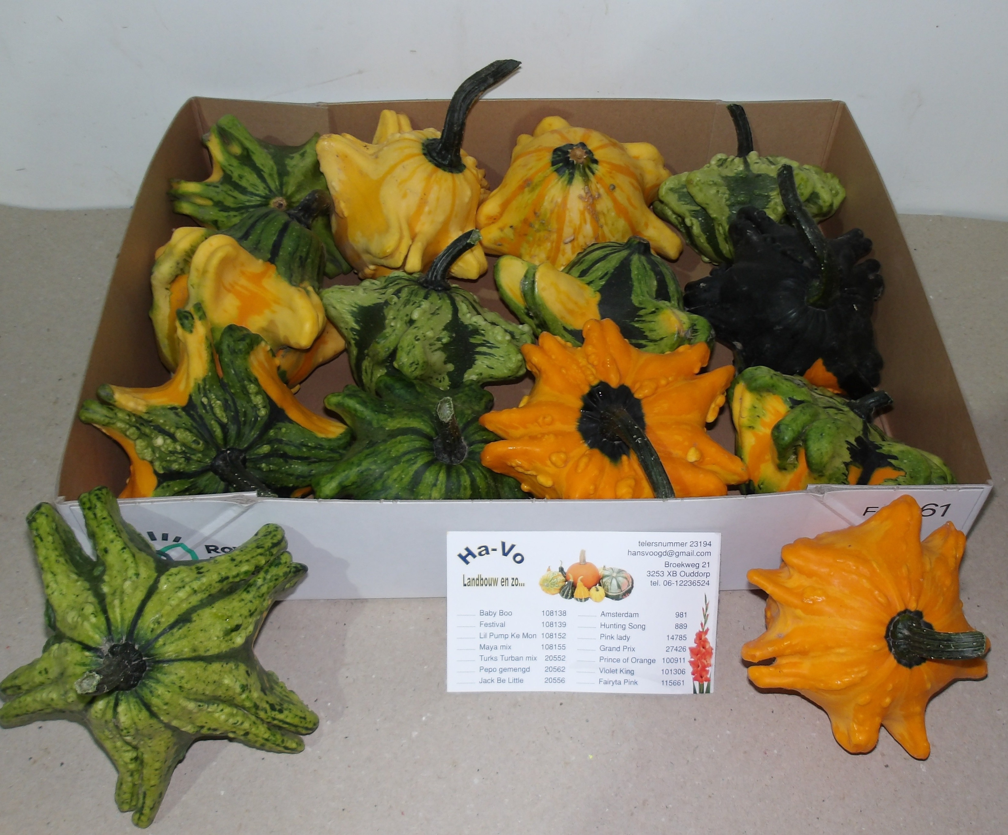 Cucurbita Fl Saucer