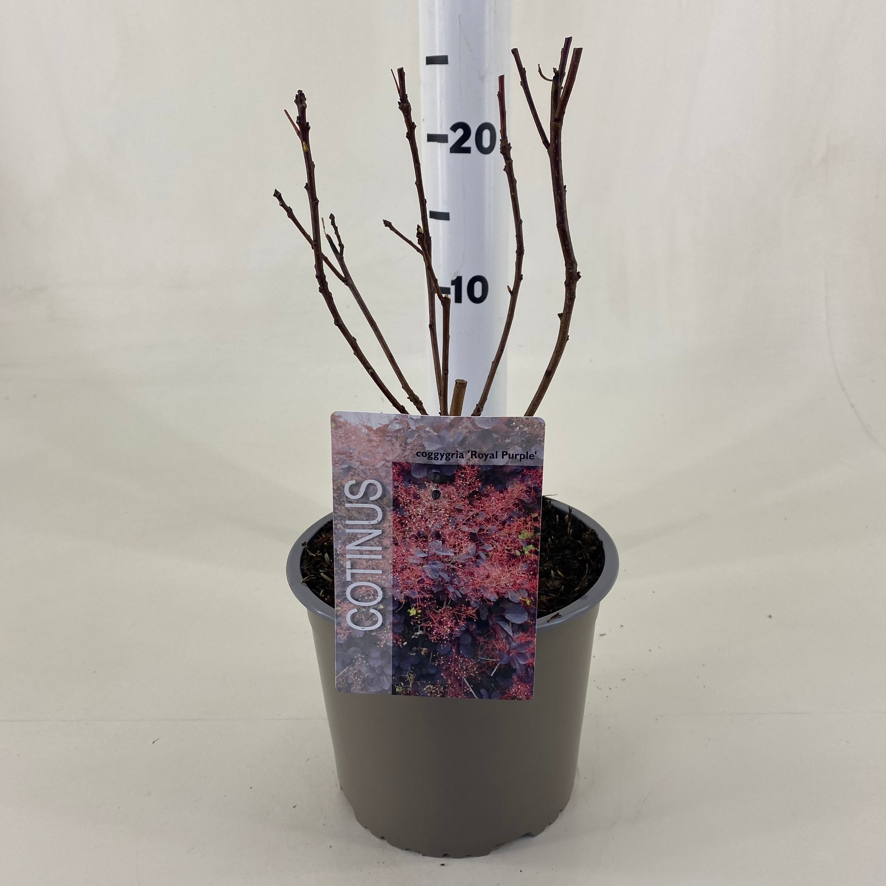 Picture of Cotinus cogg. Royal Purple P19 (3 Ltr) (LOOSE)