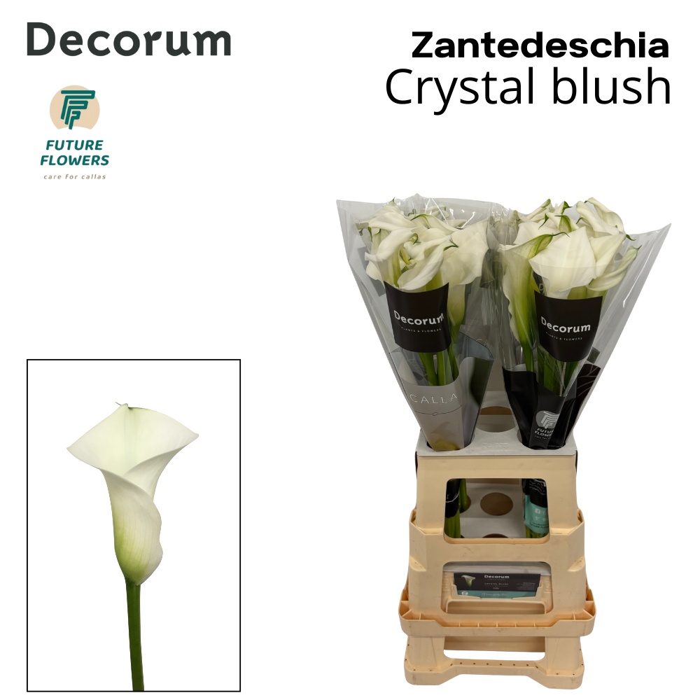 Calla Crystal Blush 70cm