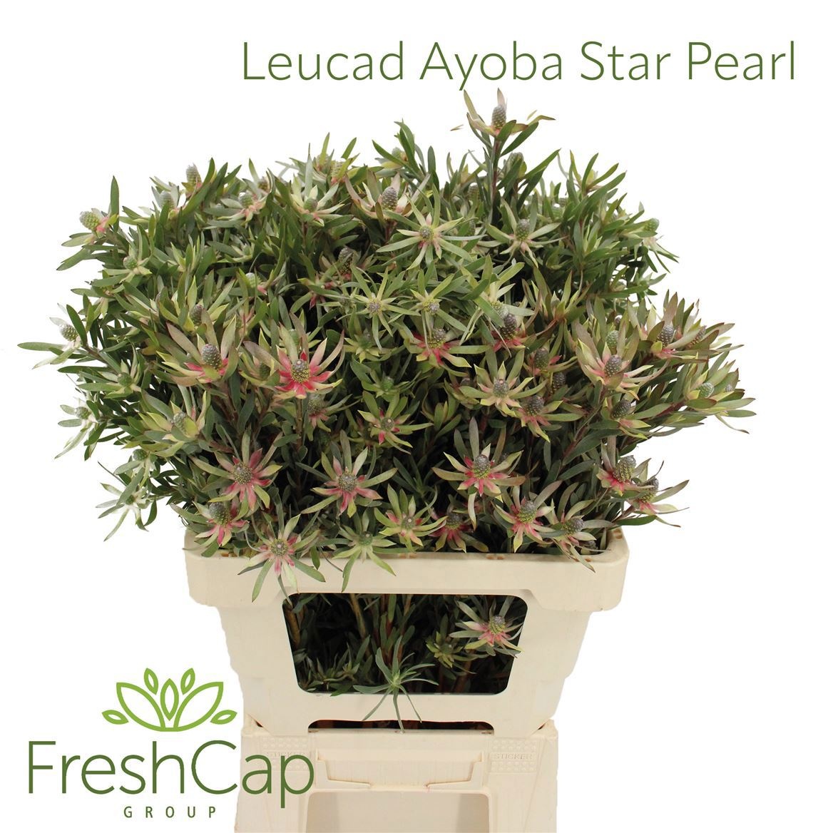 Leucad Ayoba St Pear 60cm