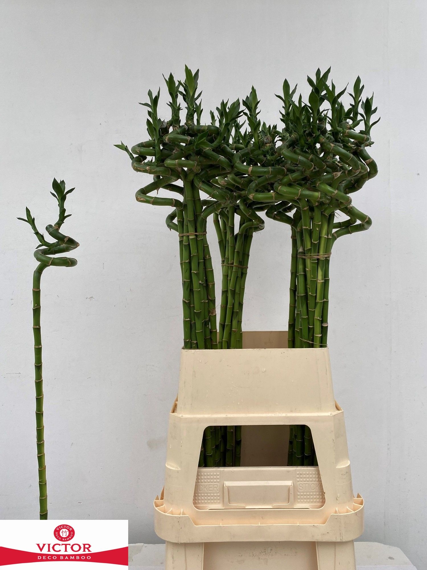 Dracaena Lucky Bamboo 100cm