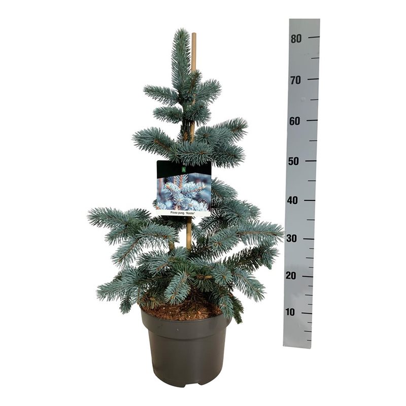 Picture of Picea pung. 'Koster'