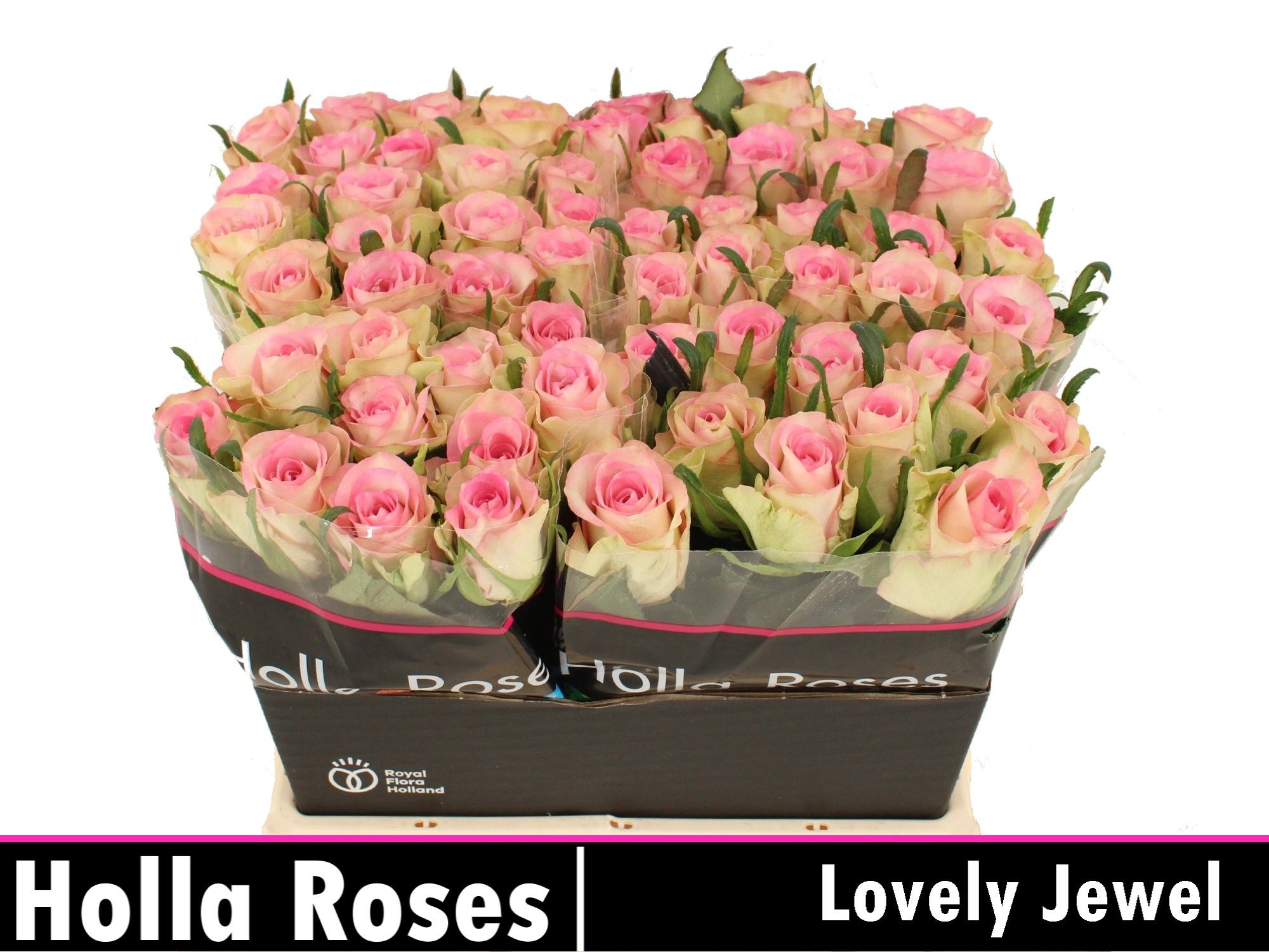 R Gr Lovely Jewel