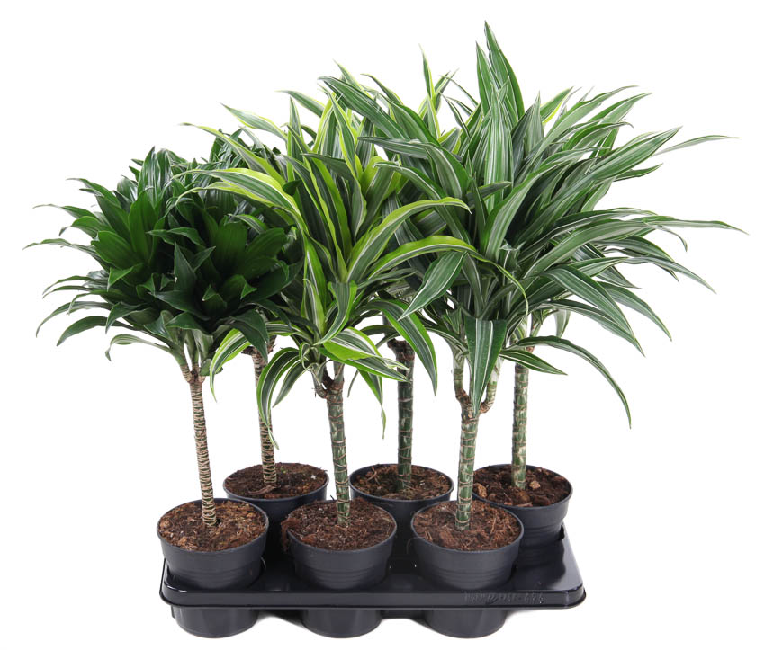 Picture of Dracaena stem 30cm in varieties P15 70CM