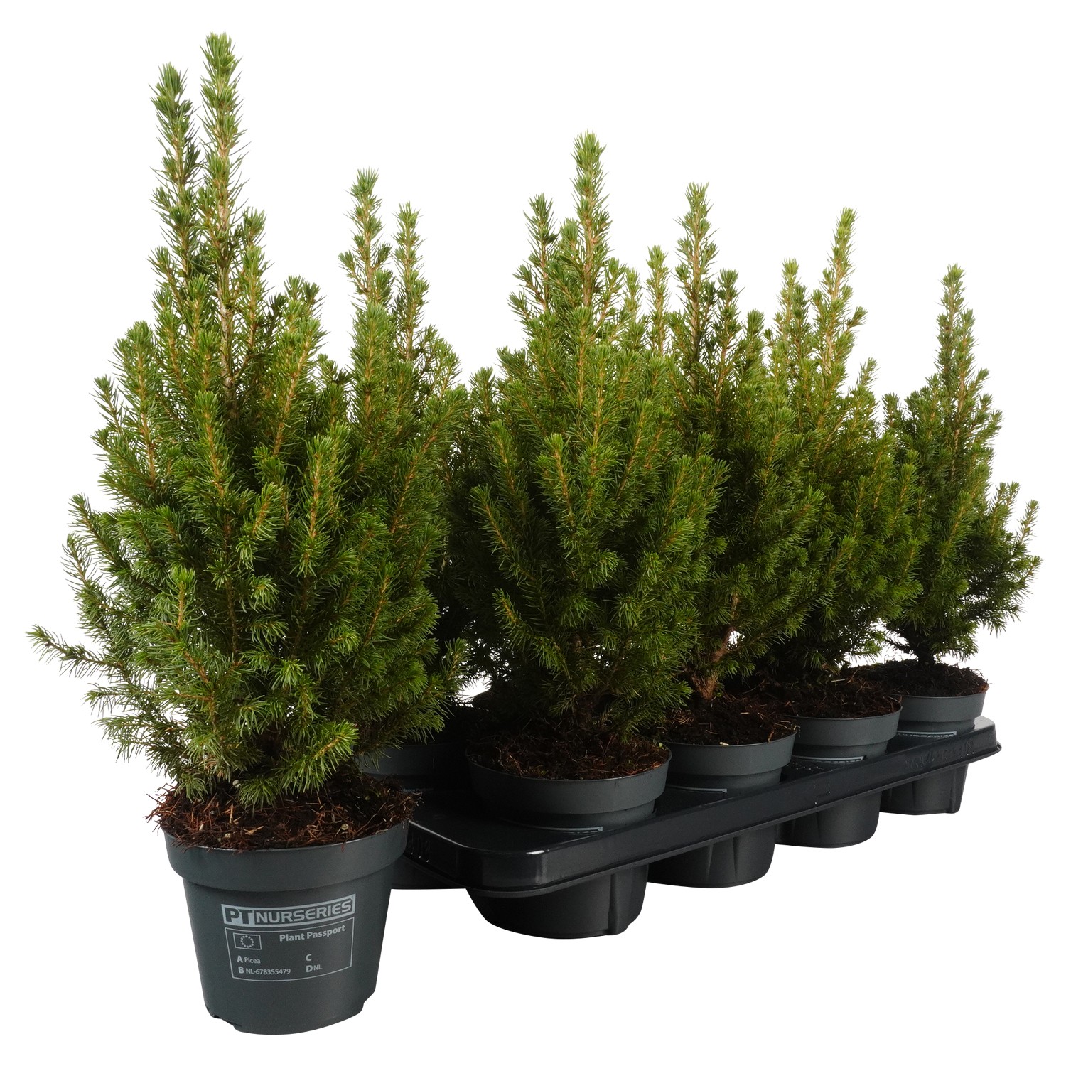 Picture of PTK244 Picea Conica Perfecta P13 45cm