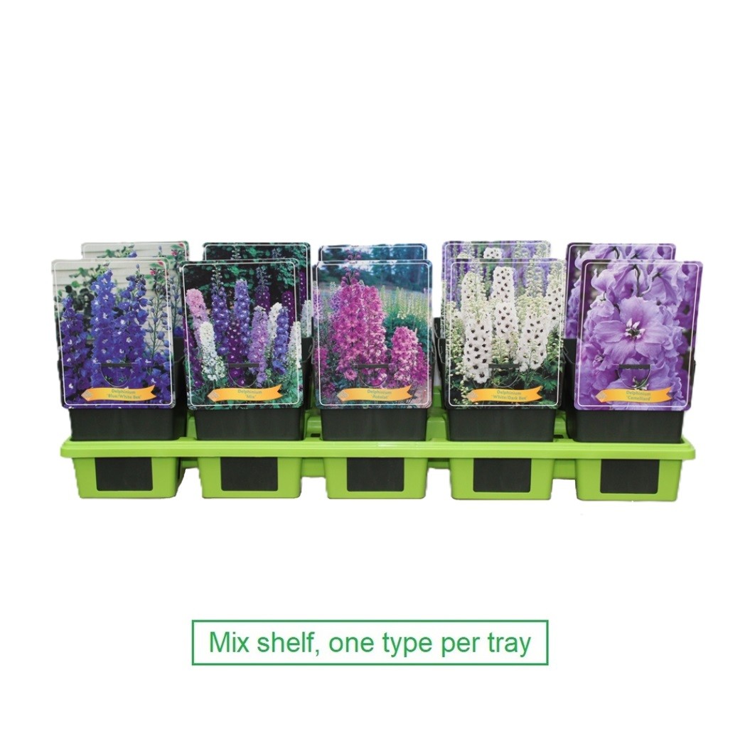 Picture of Delphinium mix 6x10 srt. per shelve P11