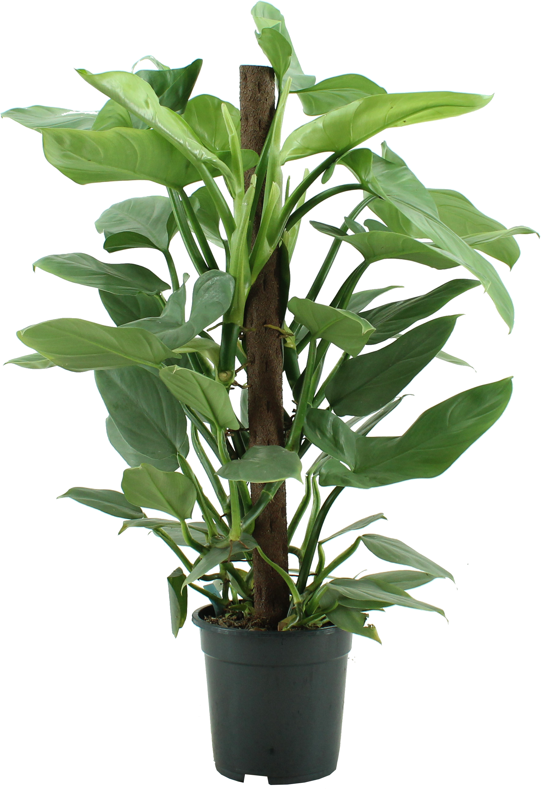 Picture of Philodendron Silver Queen 80 Kratiste P19 80CM (LOOSE)